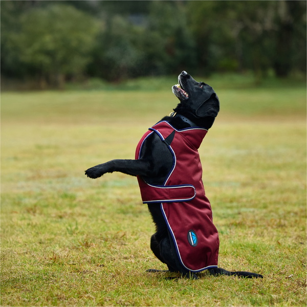 2025 Weatherbeeta Comfitec Premier Deluxe Waterproof Dog Coat 1028800 - Burgundy